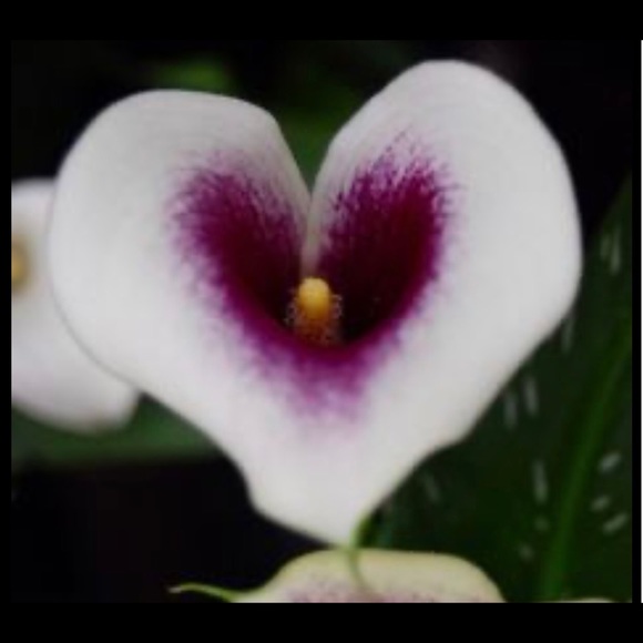 Posh💕 - Picture 6 of 16